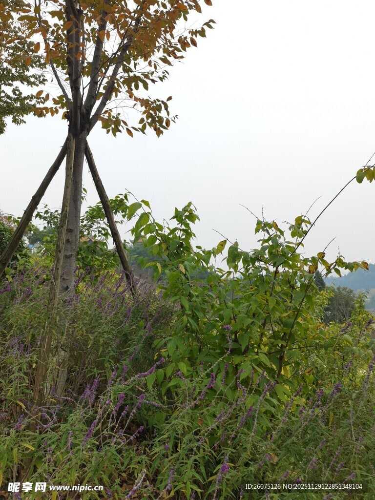 野外单棵树木与繁茂植被