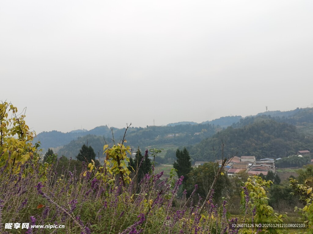 山间烂漫花丛景色