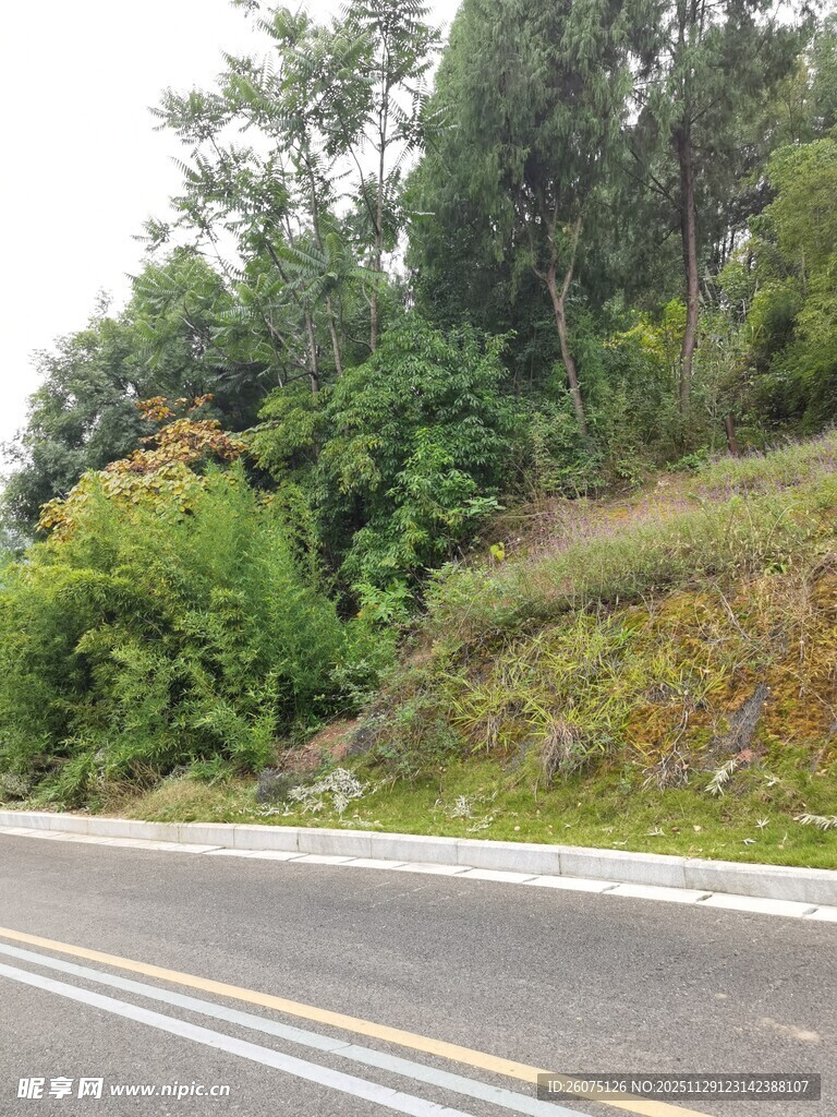 公路旁葱郁的自然景致