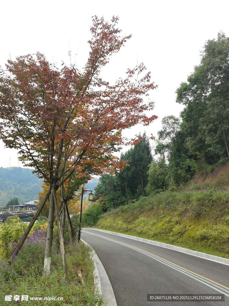 秋日路旁红枫景色