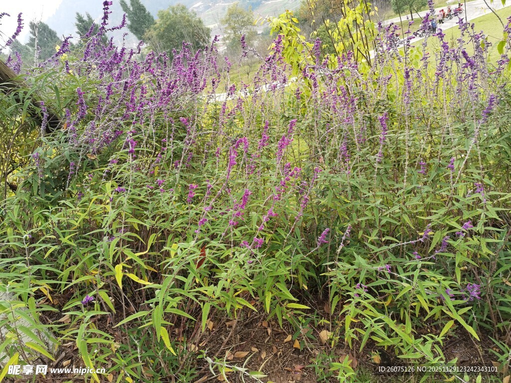 野外繁茂的紫色花草景观