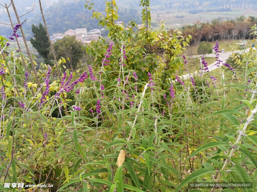 山坡上繁茂的多彩植物