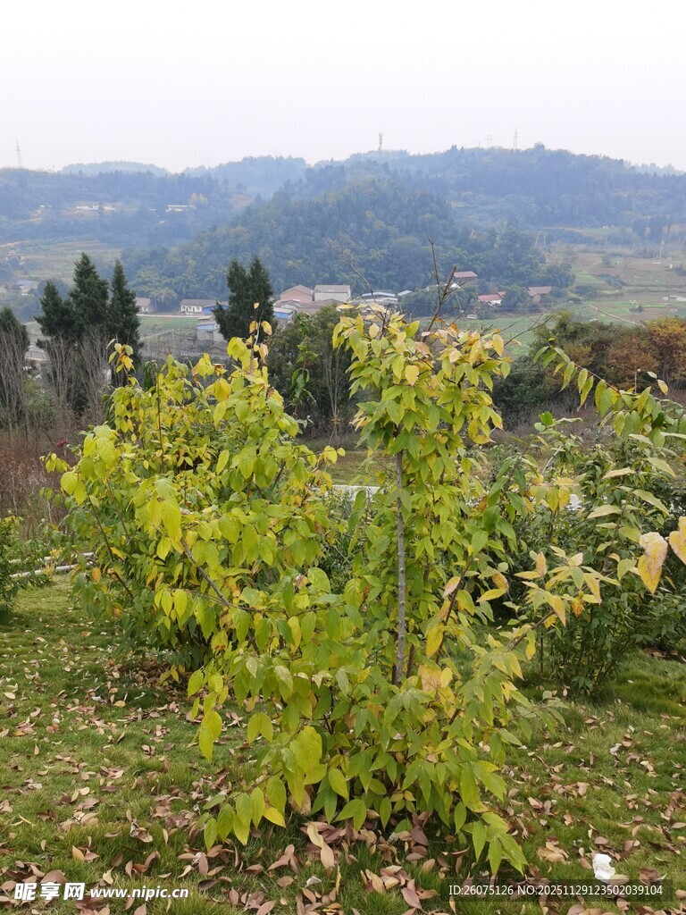 山间绿意盎然的植物景观