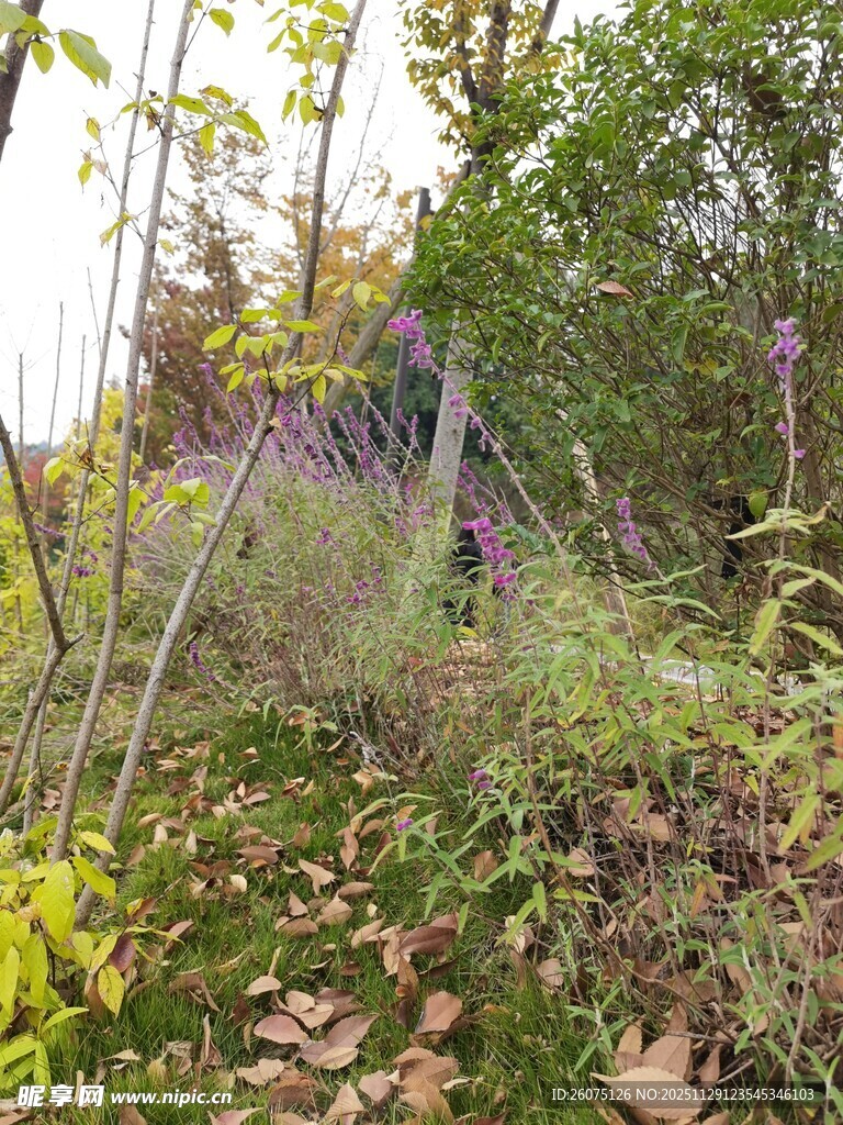 野外繁茂植物与攀爬架景观