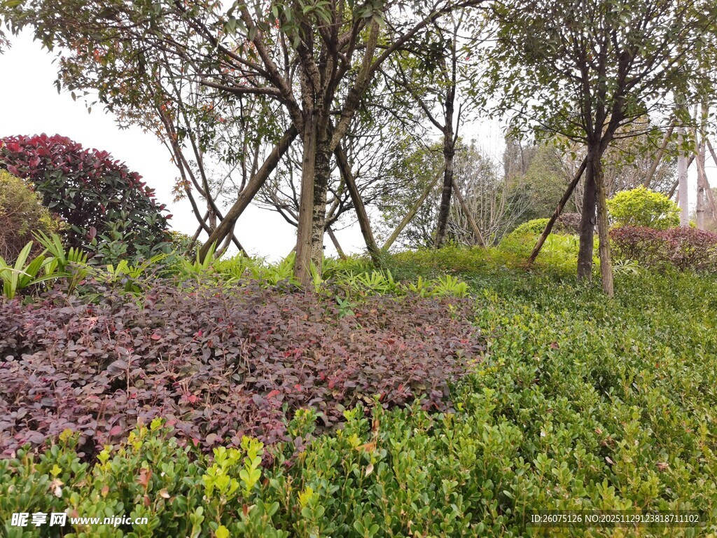 园林绿植景观