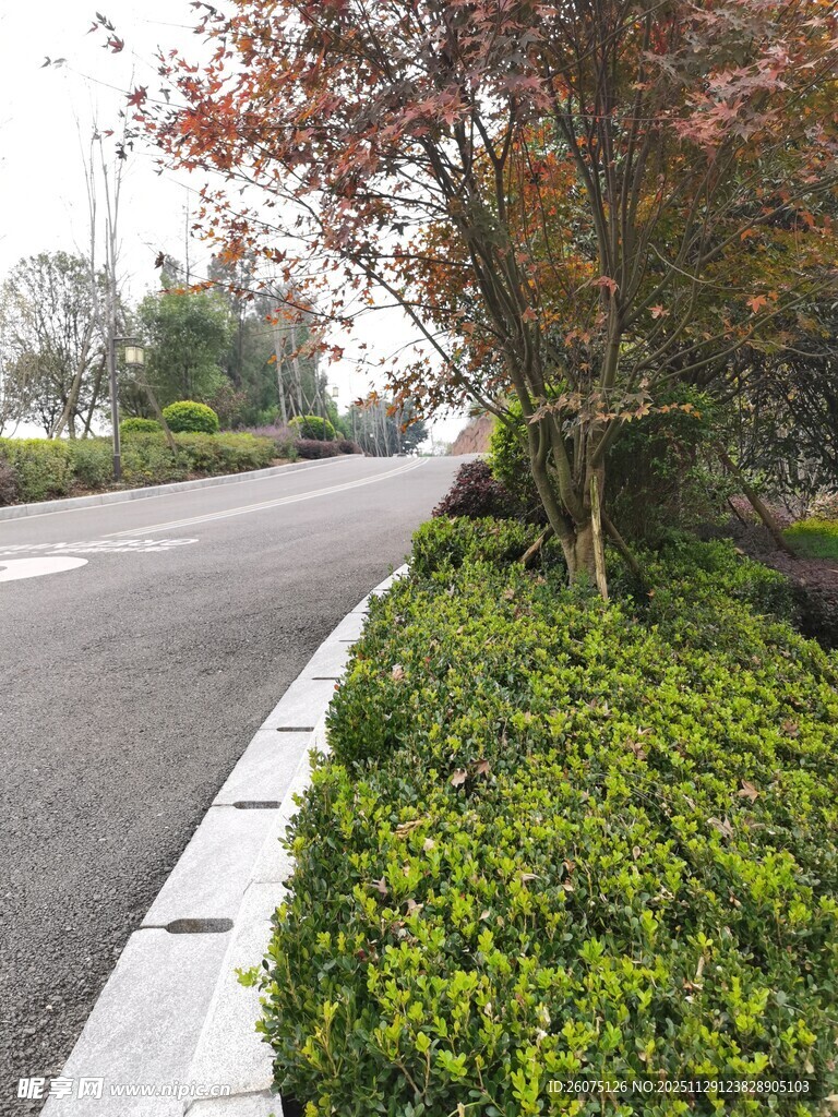 路边绿植景观