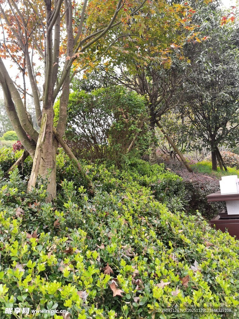 秋日林间绿植景观