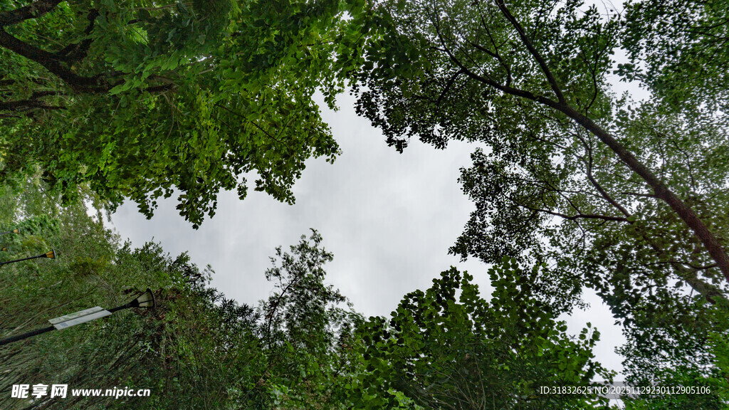 仰视茂密树林树冠