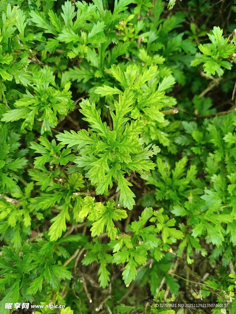 翠绿繁茂的植物叶片