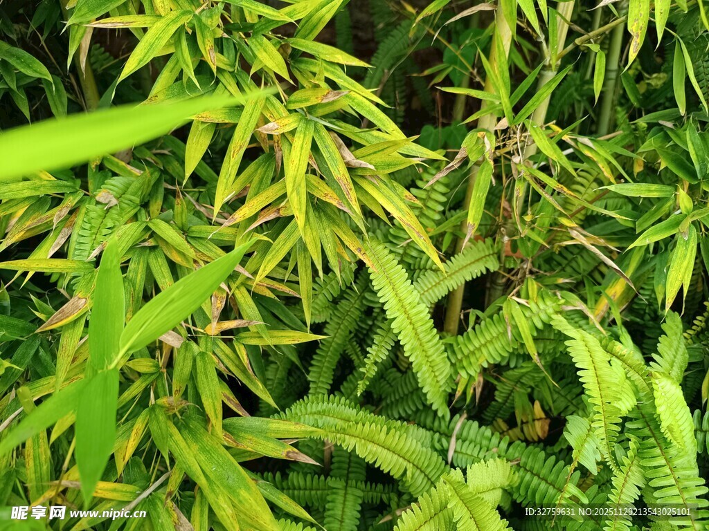 翠绿繁茂的多样植物