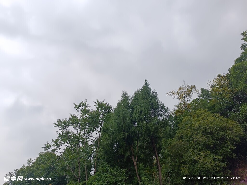 山林云雾间的葱郁树木