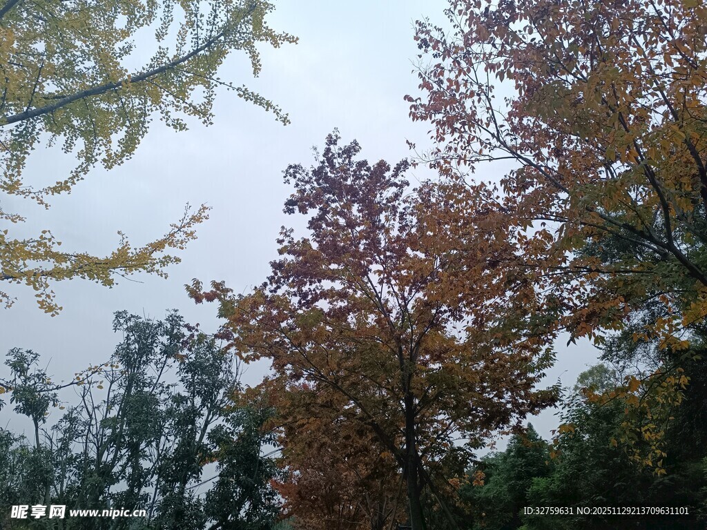 秋日多彩树木景致