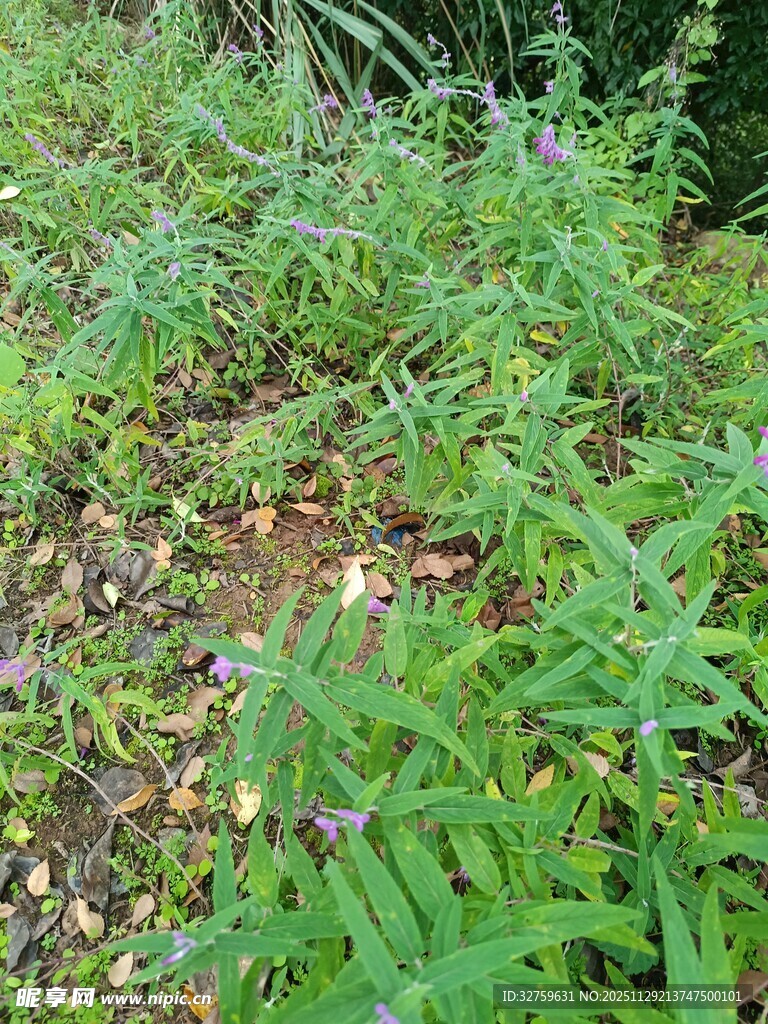野外繁茂的绿色植物