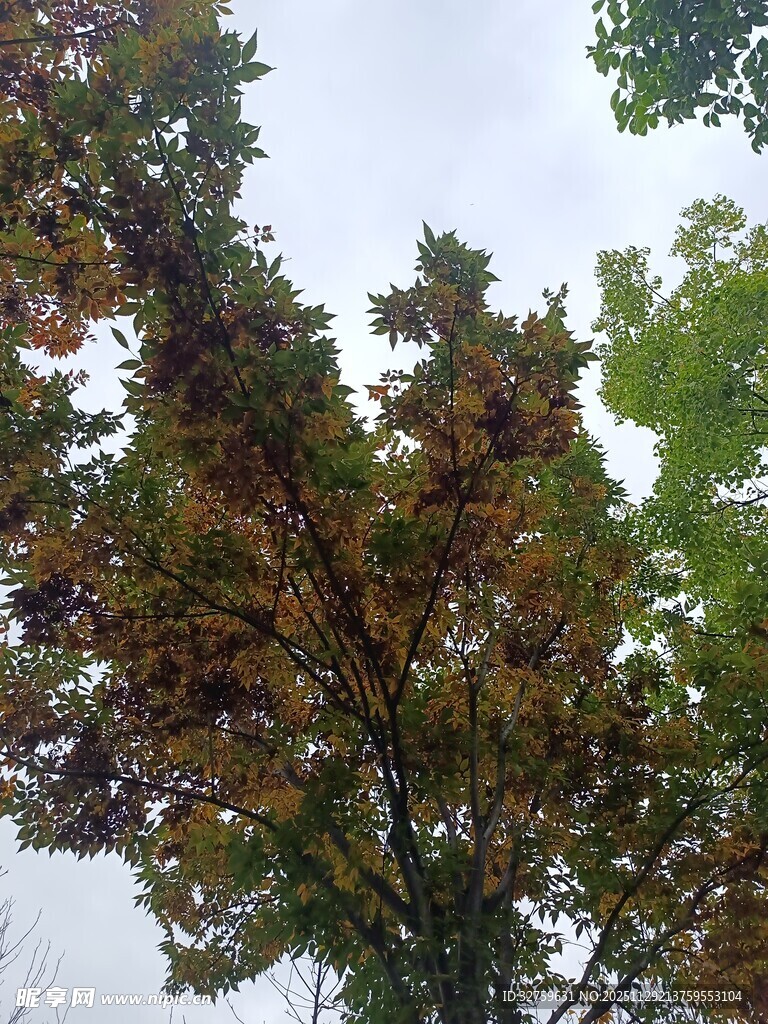 秋日多彩树冠景象