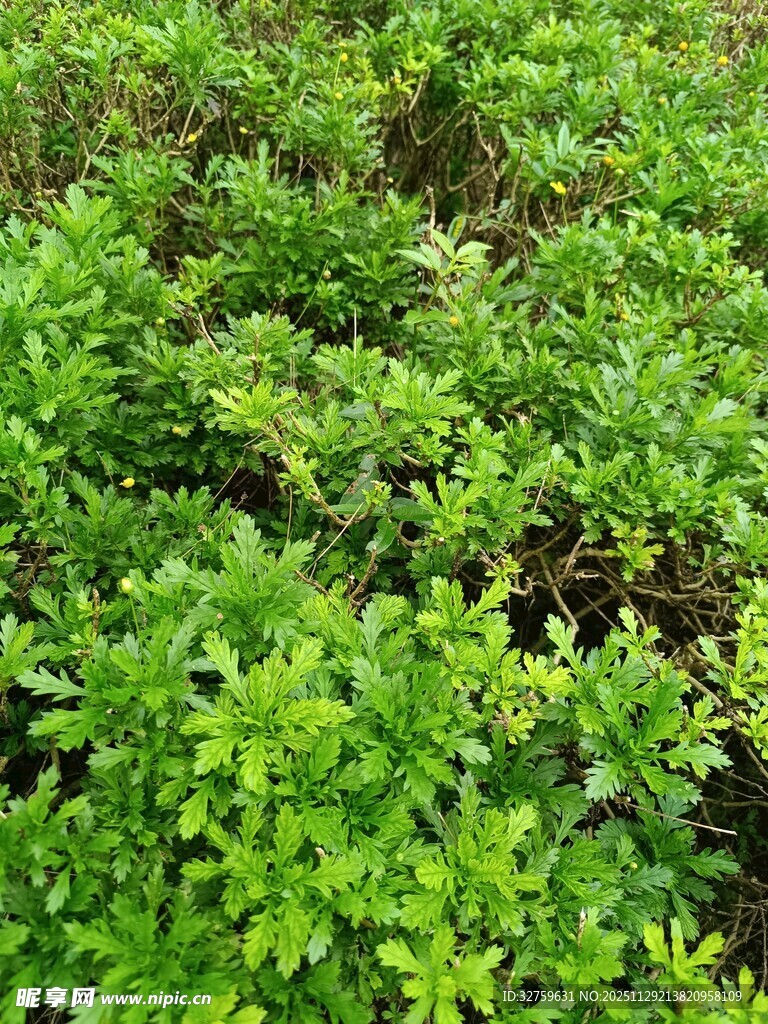 嫩绿繁茂的植物景观