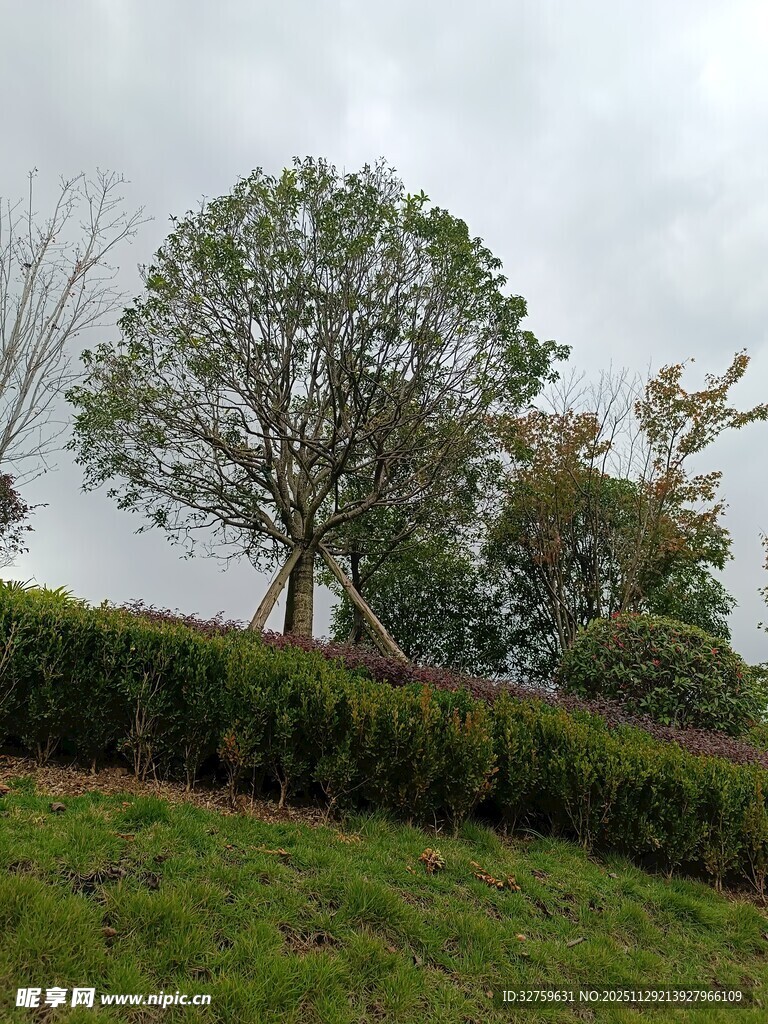 户外绿意盎然的树木景观