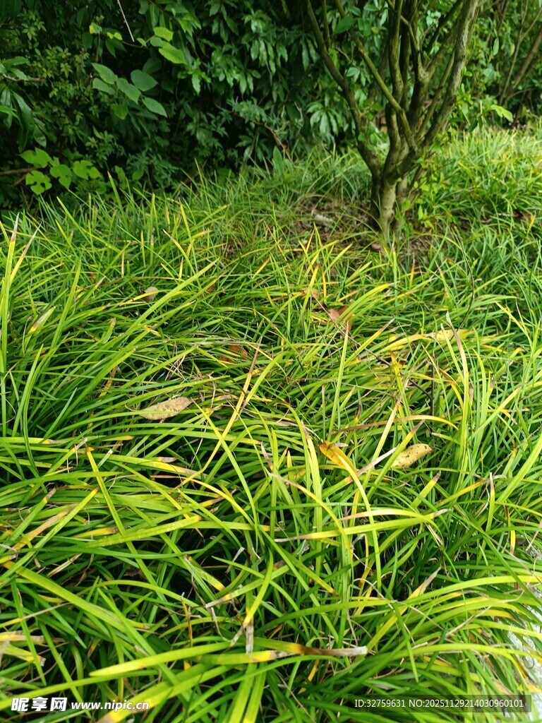 翠绿草丛中的孤树