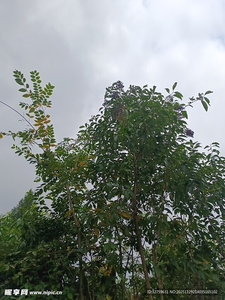 阴天中的葱郁树木