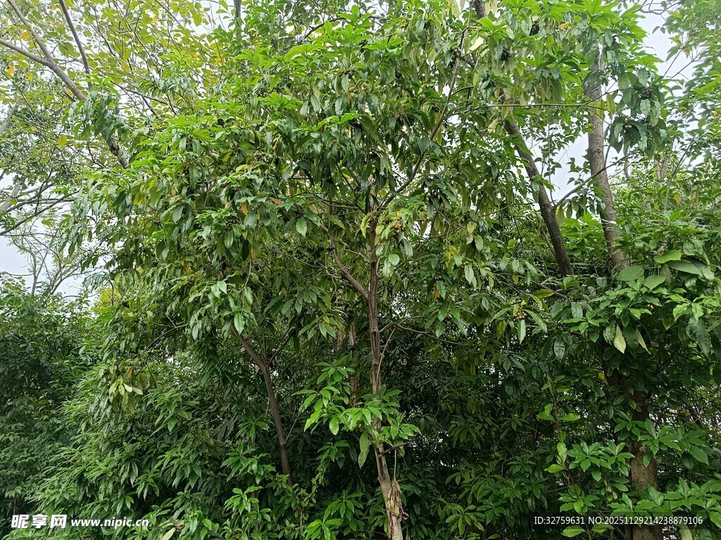 茂密丛林中的葱郁树木