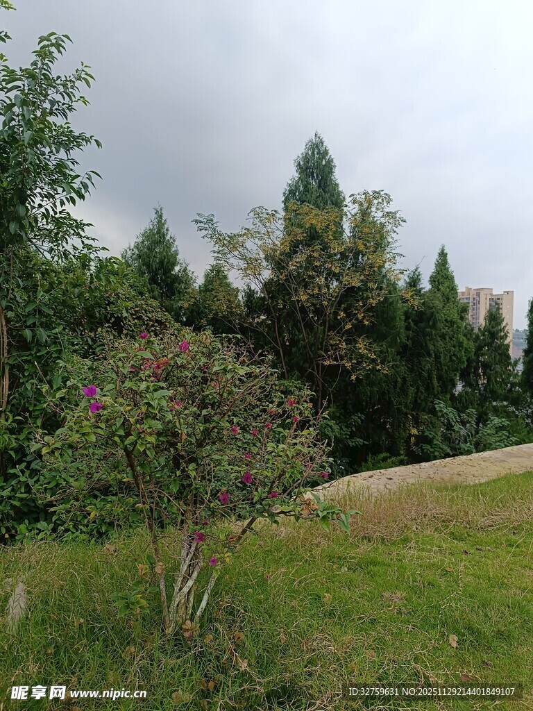 户外绿意盎然的自然景致