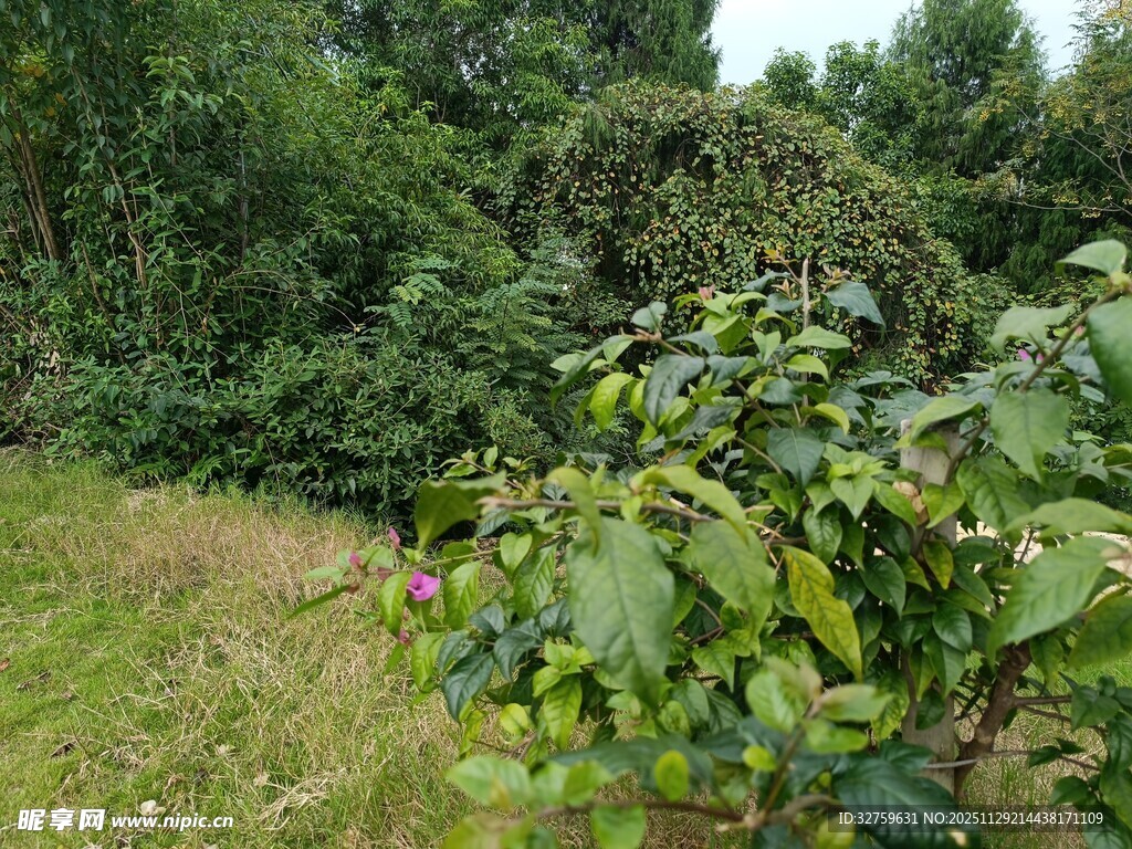 野外绿植景观