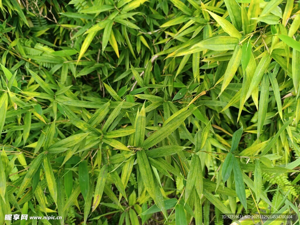翠绿竹叶特写
