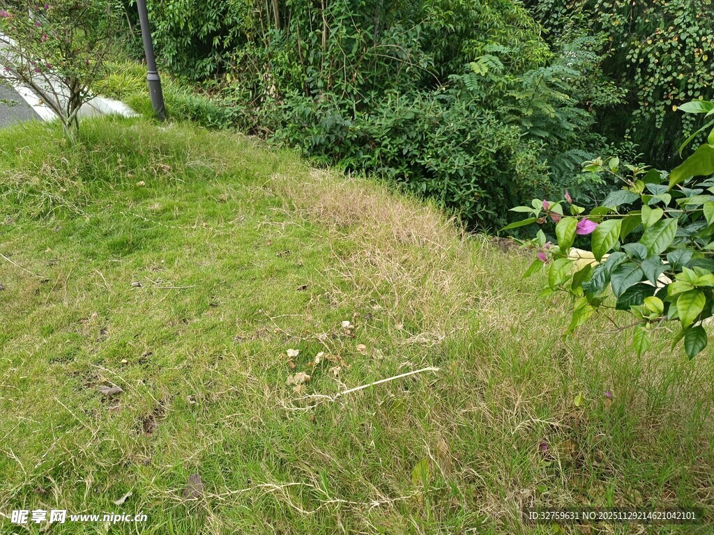 绿意盎然的户外草地场景