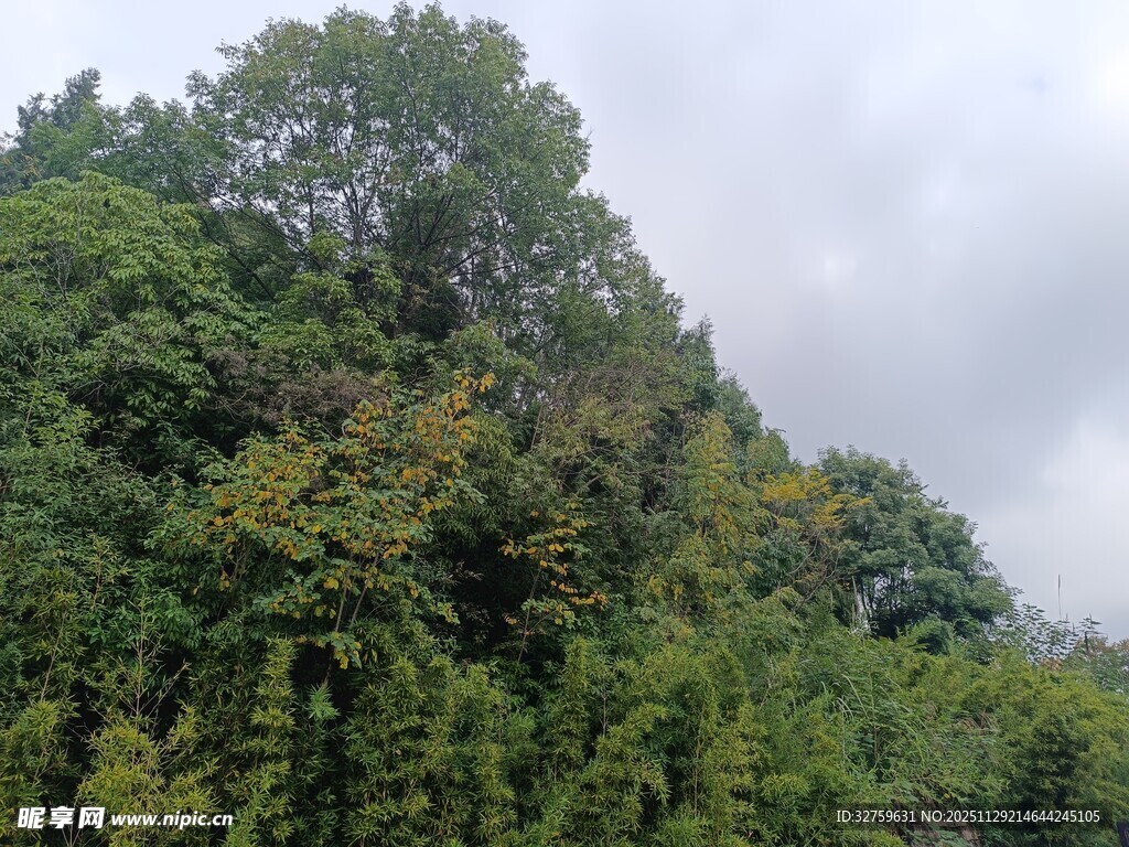 茂密山林绿意盎然