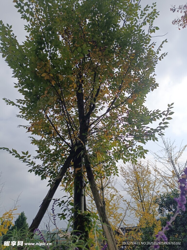 秋日里被支撑的高大树木