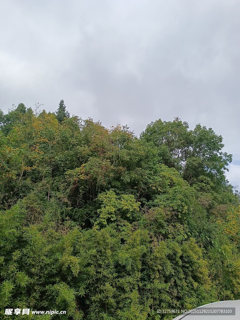 茂密山林绿意盎然