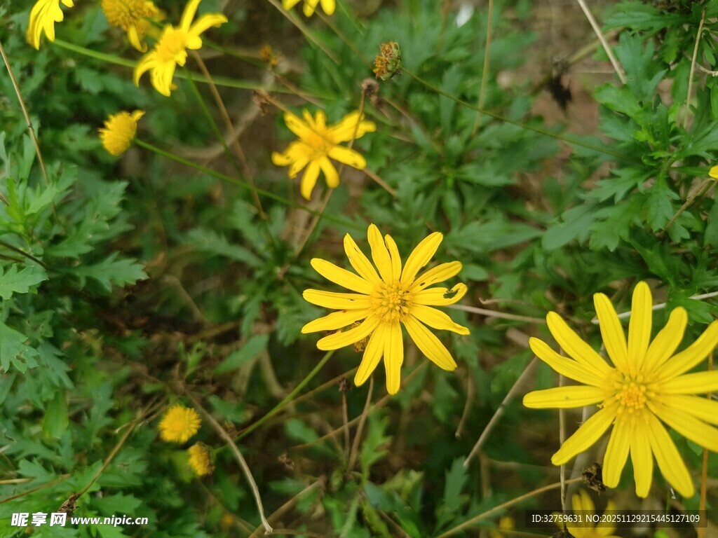 野外绽放的黄色小花
