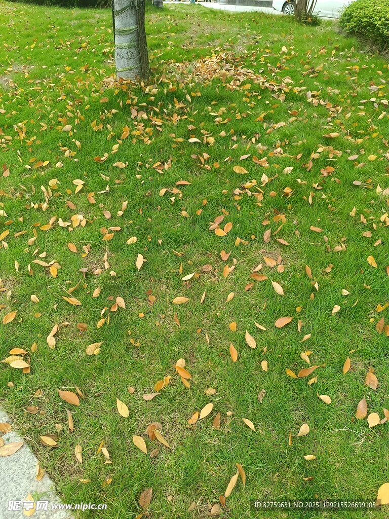 草地落叶景象
