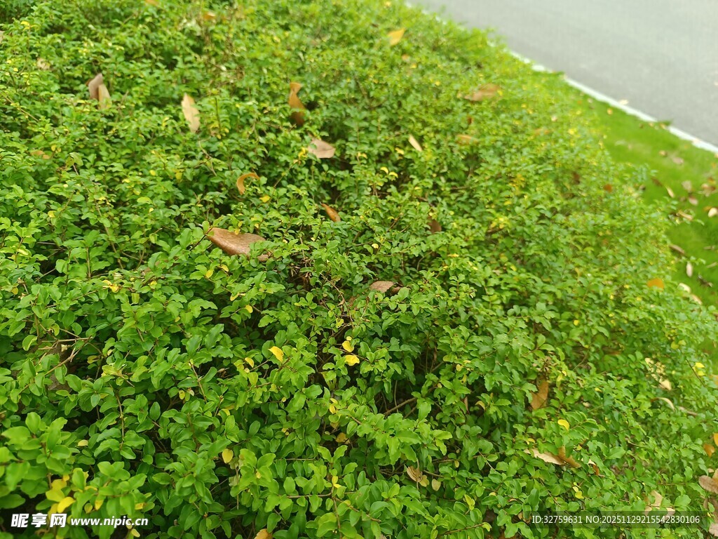 路边翠绿繁茂的青草