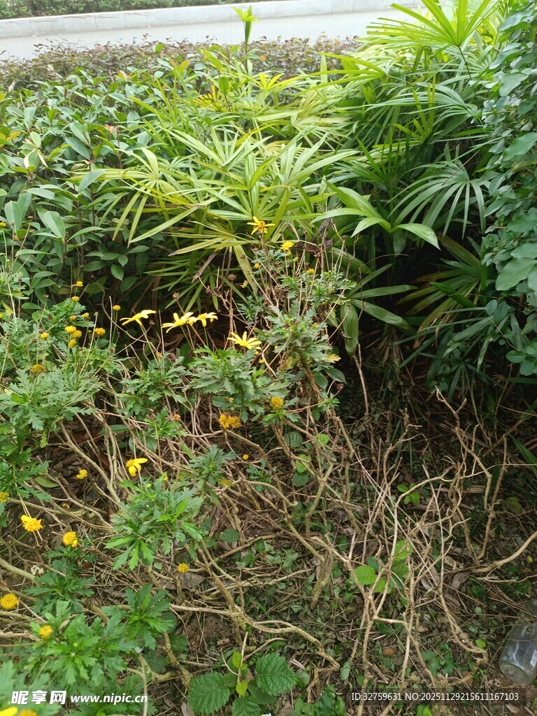 繁茂绿植中的黄色小花