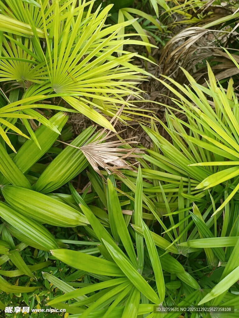 翠绿繁茂的热带植物景象