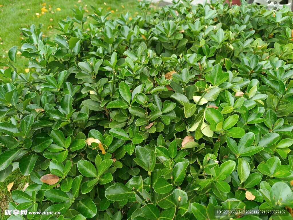 翠绿繁茂的低矮灌木丛