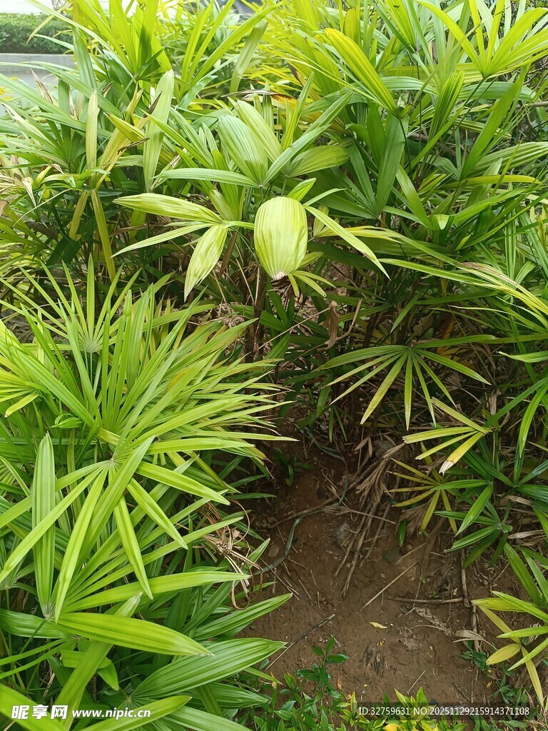 翠绿繁茂的植物景观