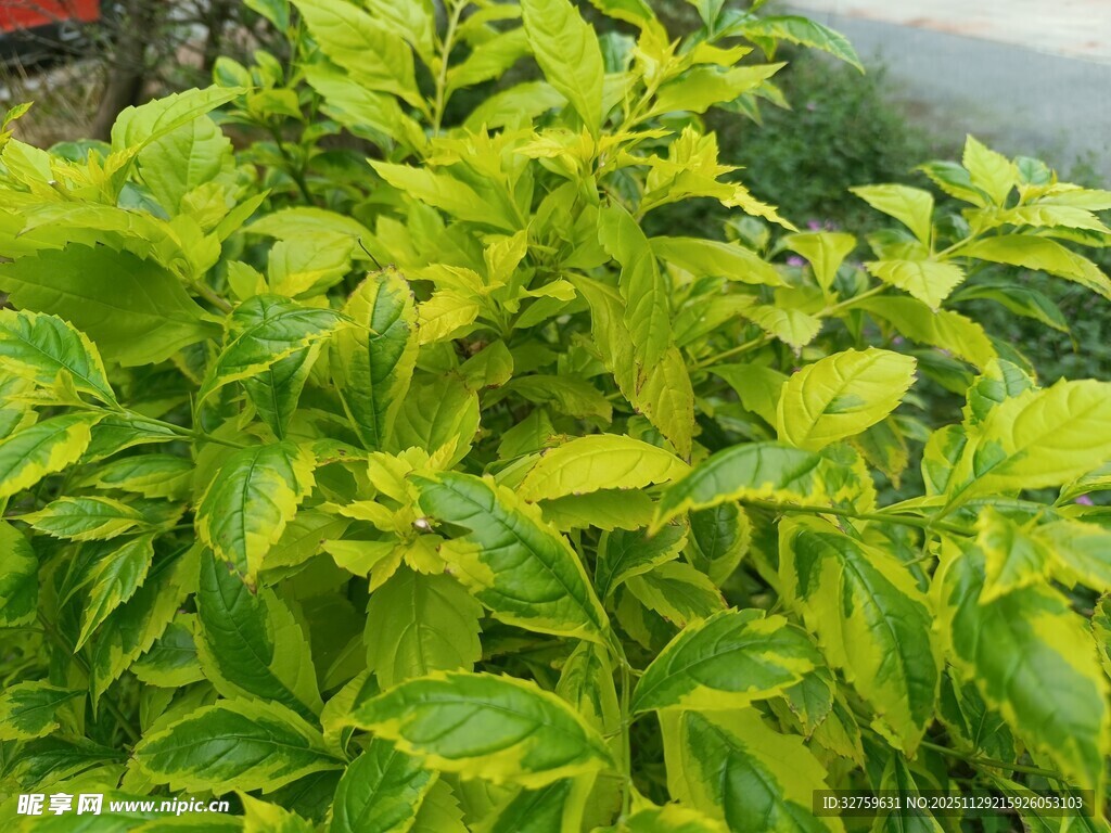 翠绿斑斓的植物叶片