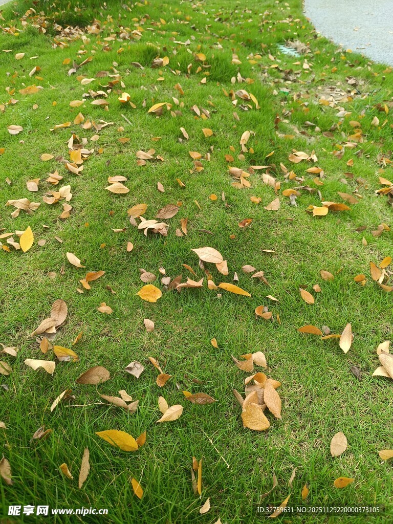 草地上散落的枯黄树叶