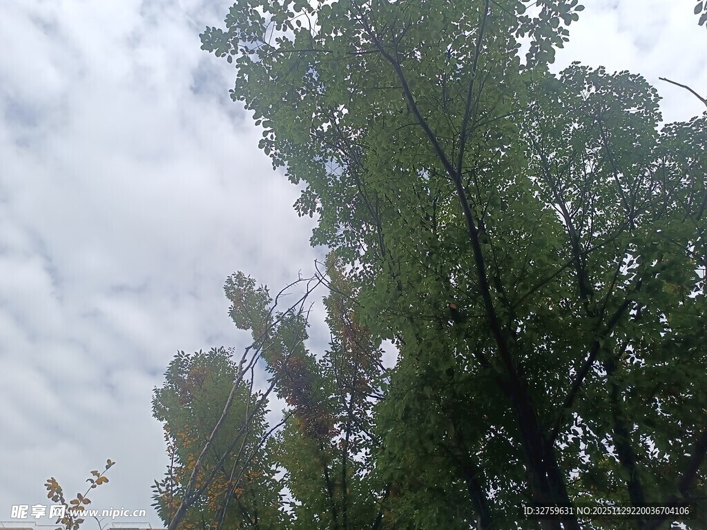 仰视葱郁树木与灰白天空