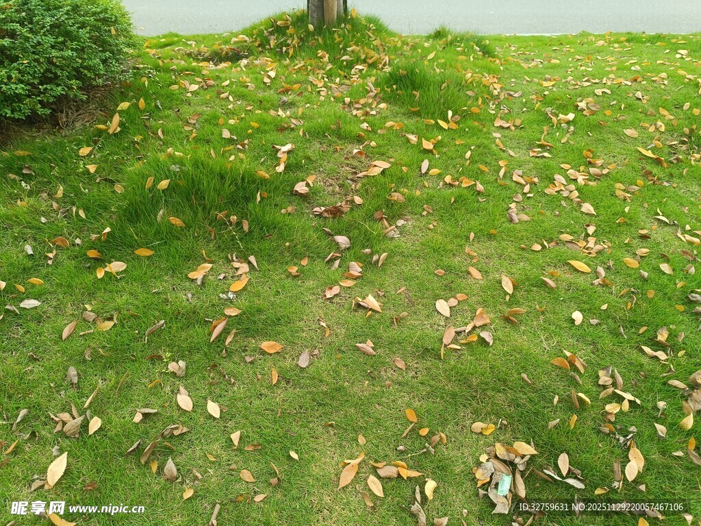 草地落叶景象