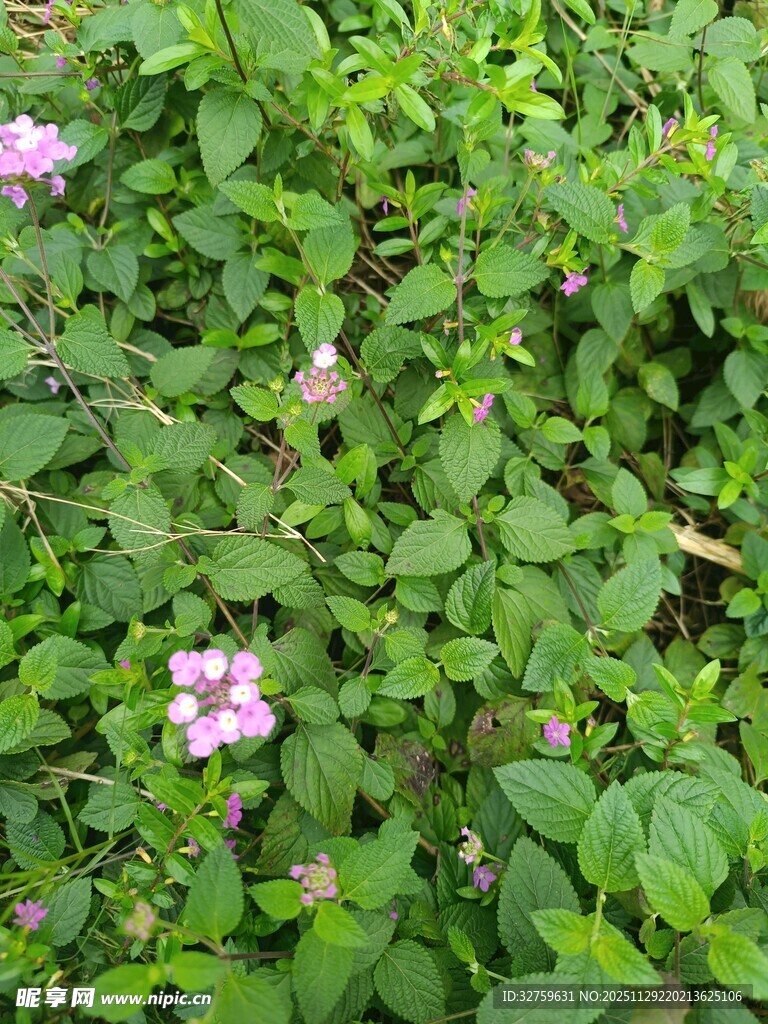 绿叶丛中的粉紫色小花