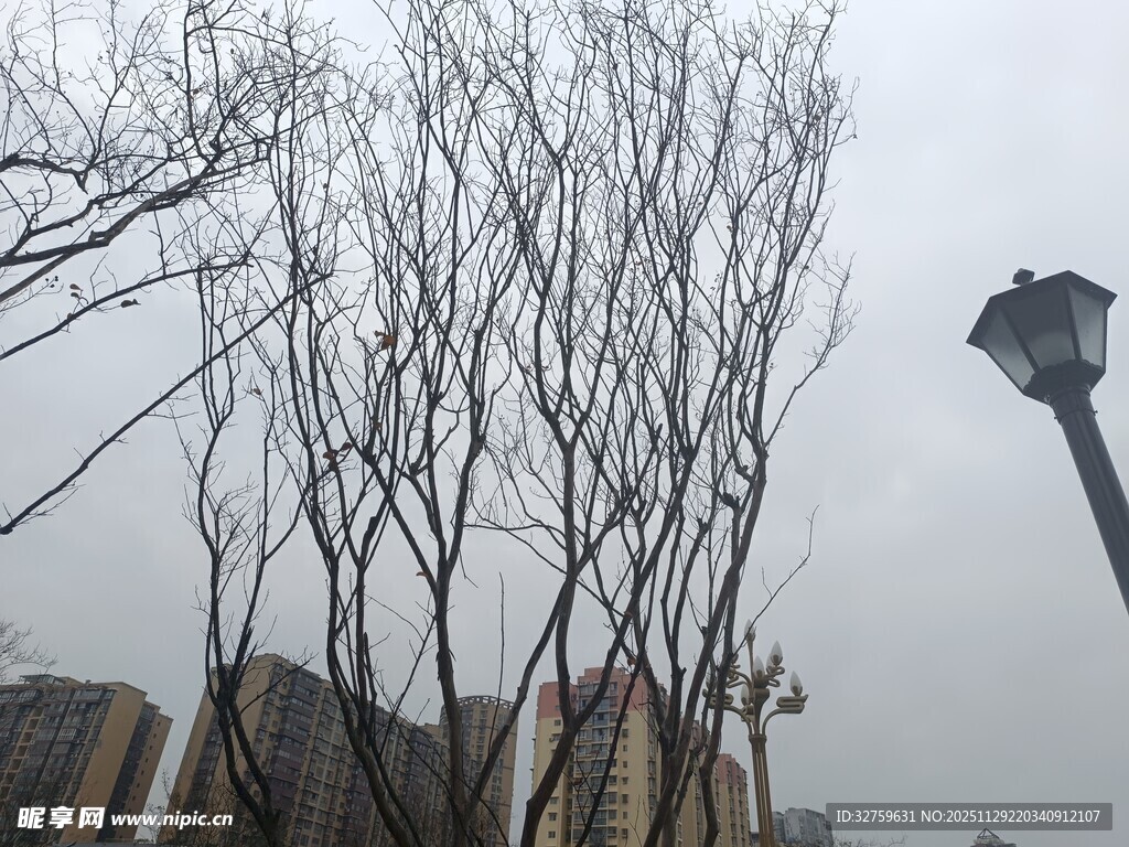 冬日枯树与城市路灯景象