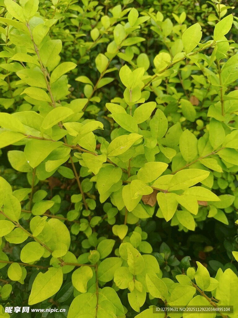 翠绿繁茂的植物叶片