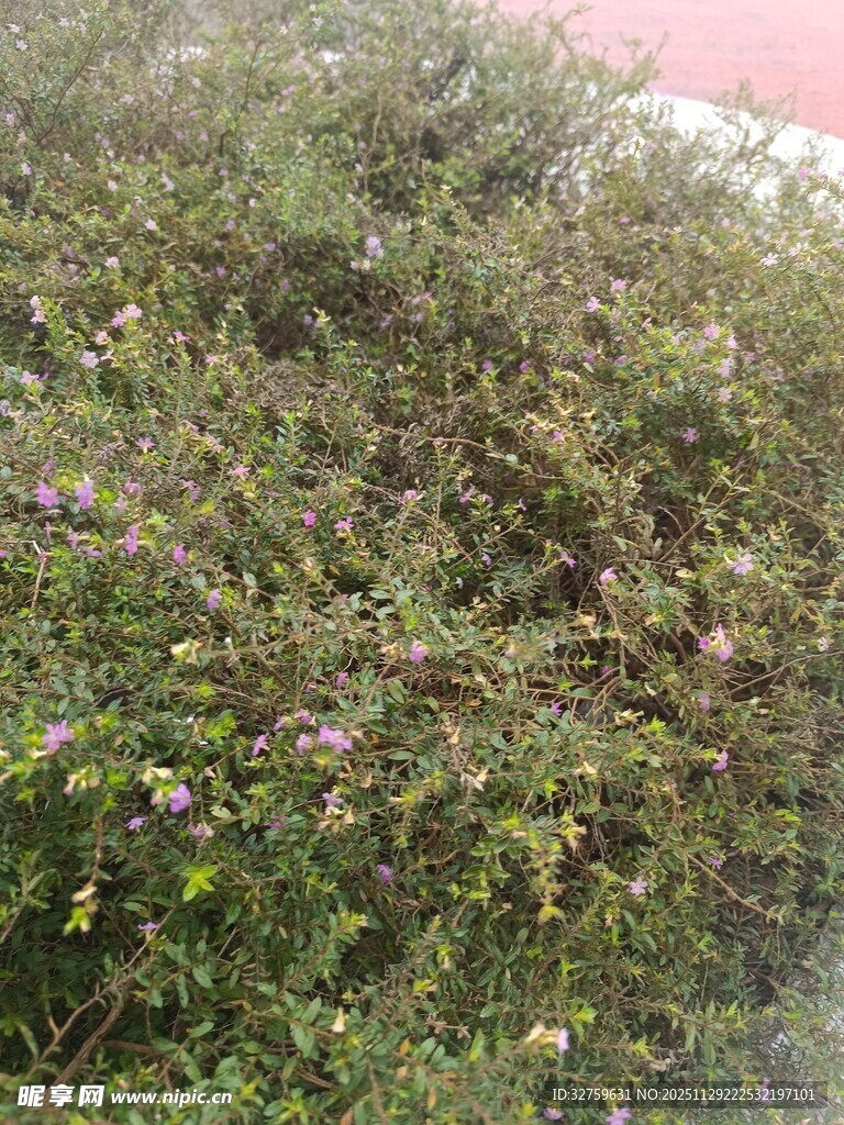 草丛中的紫色小花