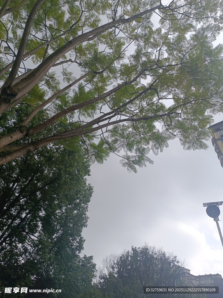 仰视繁茂绿树与天空