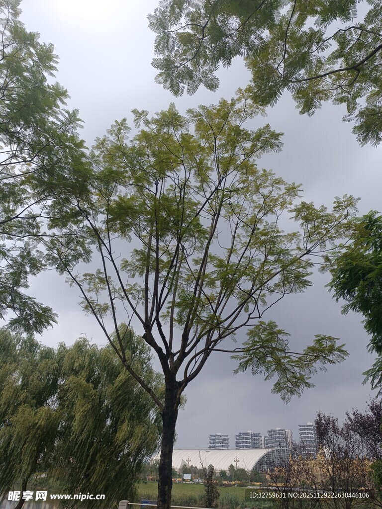 户外绿树成荫的自然景象