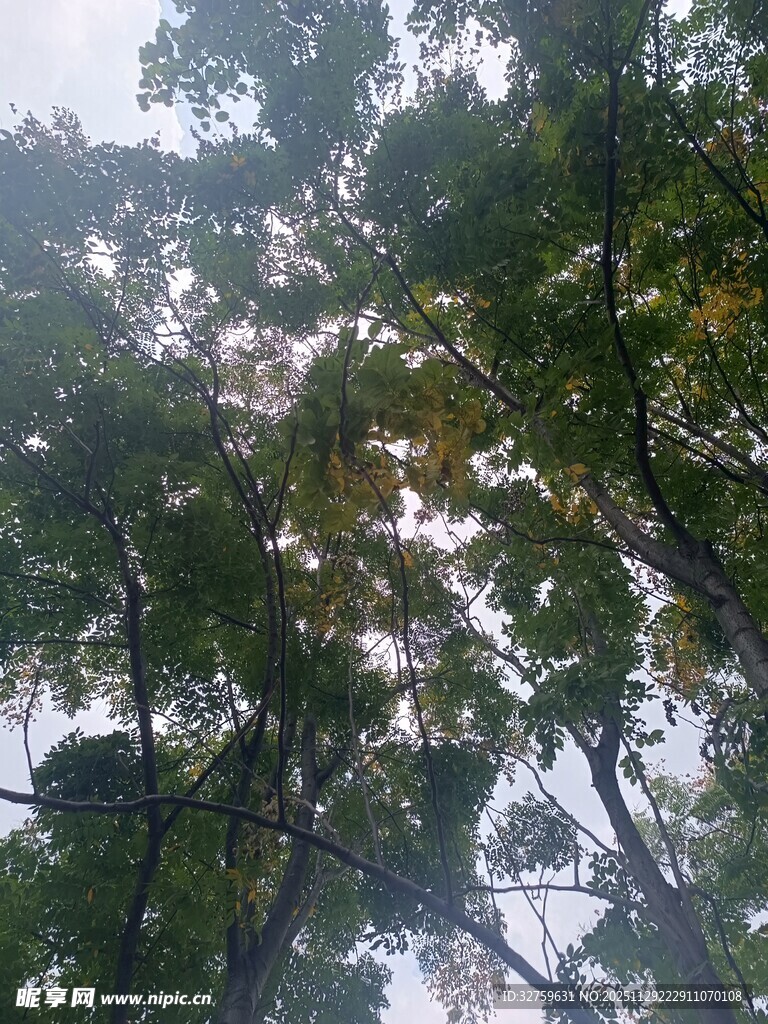 仰视茂密枝叶间的天空