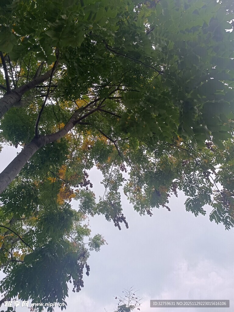 仰视繁茂枝叶
