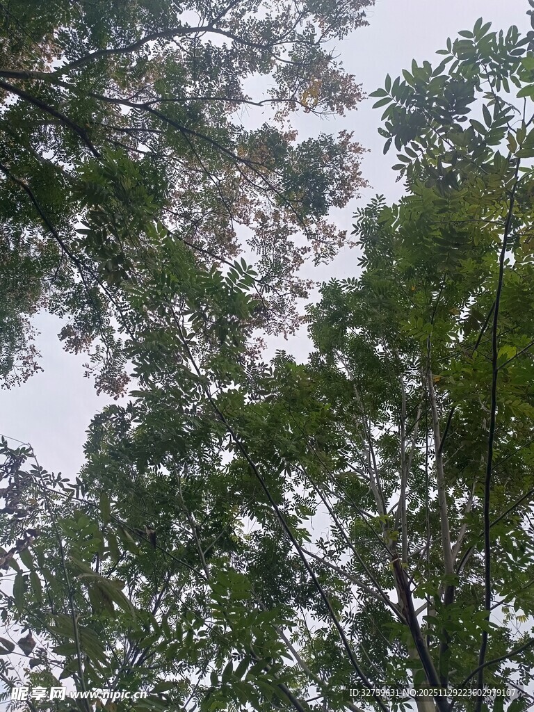 仰视茂密树林树冠